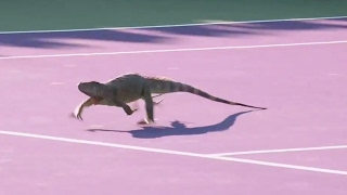 Iguana Storms the Court  You have to see an iguana running loose on a tennis court [upl. by Lalad61]