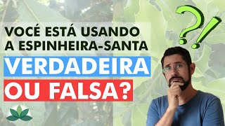 Você está usando a espinheirasanta VERDADEIRA ou FALSA [upl. by Saidel876]