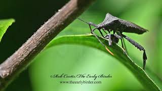 LEAFFOOTED BUG Acanthocephala terminalis feeding [upl. by Forsta]