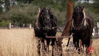 Wheat Harvest in Greenfield Village [upl. by Nylecaj804]