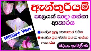 Anthurium wagawa sinhala  How to grow anthurium ඇන්තුරියම් වගාව මුල සිට Anthurium mal wagawa [upl. by Ettenna]