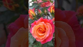 Rosen 🌹 rosengarten rose flowers shortvideo ytshortsvideo gulsinbayhan gülsinsfoodpalace [upl. by Baiel111]