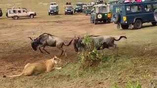 Ozzy Man Reviews Indecisive Lioness Hunting [upl. by Rosenblatt]