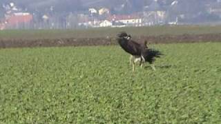 Best of Falconry 2008 [upl. by Navannod]