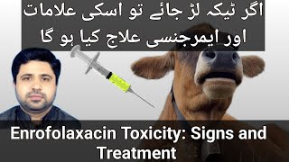 Very Rare Case of Enrofloxacin Toxicity Finally How The Cow Was Saved [upl. by Eiralam]