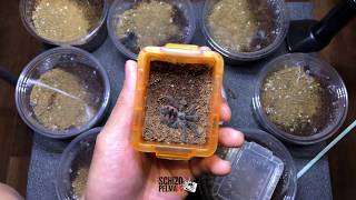 Terrestrial spiderlings rehousing [upl. by Nowad]