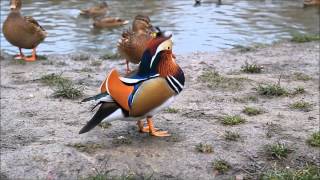 Mandarynka w Miechowie  Mandarin Duck [upl. by Galitea]