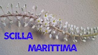 Scilla marittima fiorita e il suo ciclo [upl. by Kissel389]