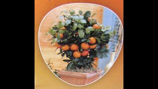 How to plant Calamondin Citrus tree from Lidl in the Lidl pot How to get plenty of orange fruit [upl. by Enelkcaj]