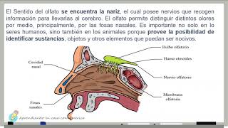 Fotorreceptores y Quimiorreceptores [upl. by Crandell]