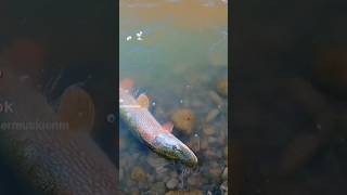 Fall Pike Fishing 2024 newmexicofishing pikefishing fishing [upl. by Aihn530]