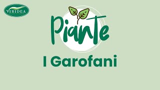 I GAROFANI [upl. by Ocsinarf]