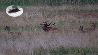 Red stag hunting during the rut time 1 searching for a nice stag [upl. by Anisamot]