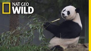 Giant Pandas 101  Nat Geo Wild [upl. by Urba]