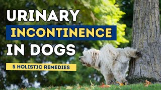 Urinary Incontinence in Dogs 5 Holistic Remedies [upl. by Ennairol]