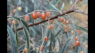 Elaeagnus angustifolia [upl. by Francisca]