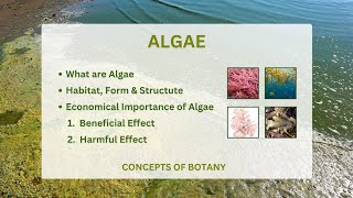 Algae Economical Importance of algae General characteristic of algae [upl. by Sladen]