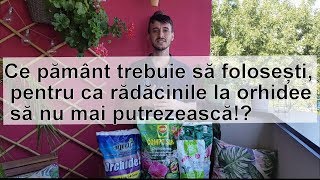 In ce pamant radacinile la orhidee nu mai putrezesc [upl. by Aisital]