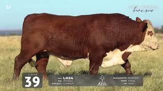 LOTE 39 TAT L024 Braford [upl. by Korb]