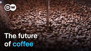 How climate change threatens coffee production  DW Documentary [upl. by Leahkim771]