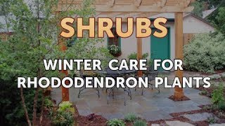 Winter Care for Rhododendron Plants [upl. by Godding]