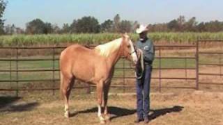 Teaching a Horse to Turn for Showmanship provided by eXtension [upl. by Dart334]