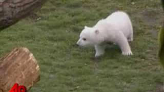 Polar Bear Knuts Keeper Found Dead [upl. by Sezen]