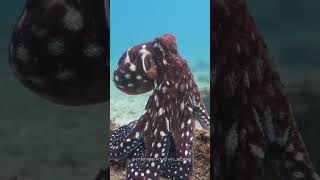 Octopus camouflage sciencefacts science facts [upl. by Ayhdiv]