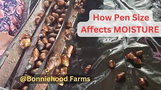 How Pen Size Affects Moisture In Soilless Snail Farming Bonniehoodfarms [upl. by Refinneg]