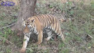 Closest encounter with Matkasur the legendary tiger king of TadobaIt cant get closer than this [upl. by Toma]