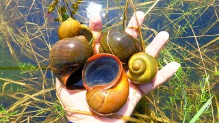 Pick natural apple snail in the rice fields  Big apple snails video [upl. by Carthy]