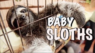 Baby Sloths NICU Sloth Sanctuary Costa Rica  Bucket List Adventures  How 2 Travelers [upl. by Joye]