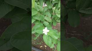 Jamrukh flower farmingvideos farming fruit farm flowers [upl. by Savannah]