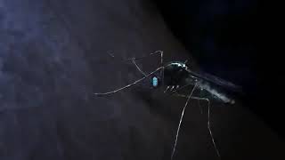 Lifecycle of a Plasmodium virus  malaria causing virus  Learn through animated videos [upl. by Strage]