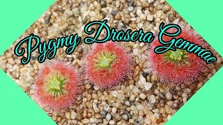 Planting 3 Types Of Pygmy Drosera Gemmae [upl. by Elmajian762]