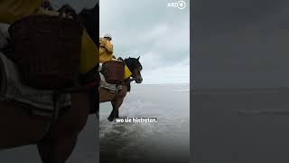 Krabbenfischen an der Küste von Oostduinkerke 🐴 🦐  ARD Reisen [upl. by Aketal]