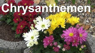 Chrysanthemen pflegen pflanzen düngen gießen Standort überwintern Chrysanthemum [upl. by Eceinaj280]