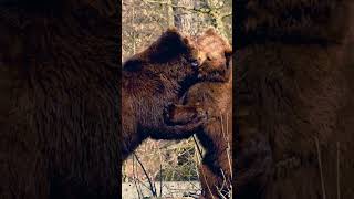 Grizzly Bear Fight animals wildlife fight [upl. by Alekal48]