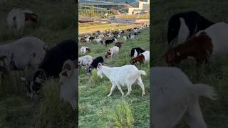 🔥 🐑 WHATS THE BEST LIVESTOCK❓ shorts fypシ゚viral goat sheep lamb animal tiktok fun new dj [upl. by Stclair658]