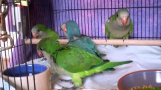 Baby Quakers Parrots Explore New Baby Cage [upl. by Ire]