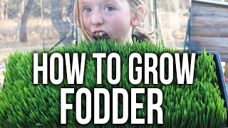 How to Grow Chicken Fodder [upl. by Anem]