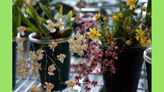 Orchid  4 Types of Oncidium Twinkle Varieties Blooming  2019 [upl. by Tamer277]