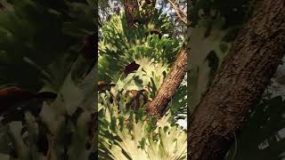 Thousands of Staghorn Ferns on Farm Windbreak Trees [upl. by Aserehc]