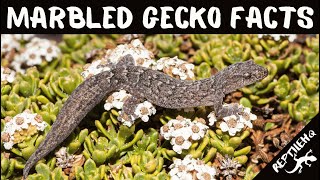 Uncovering the Mysterious Marbled Gecko  Facts You Didnt Know [upl. by Ettevol]