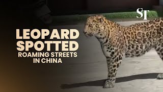 Leopard spotted roaming streets in China [upl. by Jaquiss436]