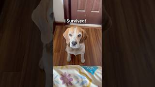 A beagle with trust issues beagles goldenretrievers rottweiler doglover dogmom [upl. by Fruin184]