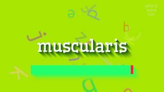 How to say quotmuscularisquot High Quality Voices [upl. by Hsilgne336]