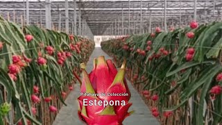 Visitamos una enorme plantación de pitahaya cultivo de alta densidad 💪🏽 [upl. by Estus]