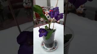 A la Antiguita  Streptocarpus Violeta ❤💋🍀🌸 [upl. by Ostraw]