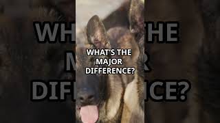 Differences between German Shepherd and Belgian Malinois dog [upl. by Elad]